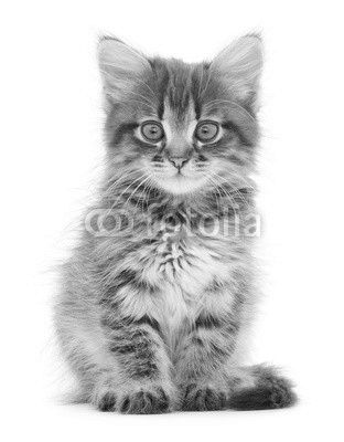Kitten on a white background