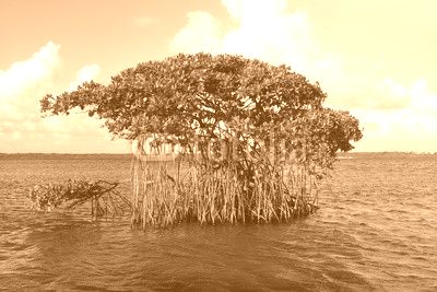 mangrove en guadeloupe