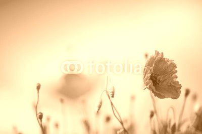 Mohnblumen auf Sommerwiese