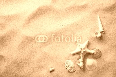 seashells on sand beach