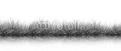 fresh spring green grass isolated