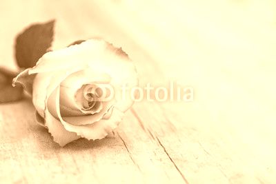 Vintage Rose