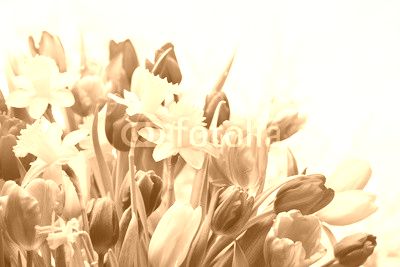 Colorful tulips and daffodils