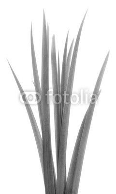 green grass leaves