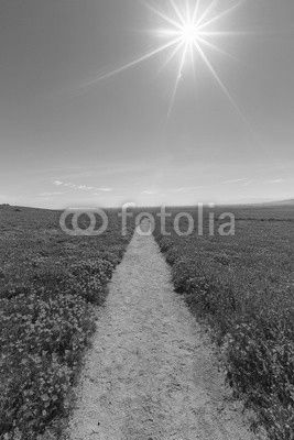 Hiking path at the Antelope Valley California Poppy Reserve State Park.