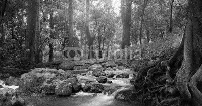 forest waterfall