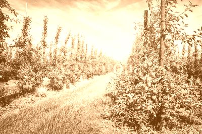 Apple orchard