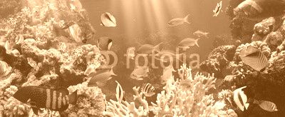 Coral and fish