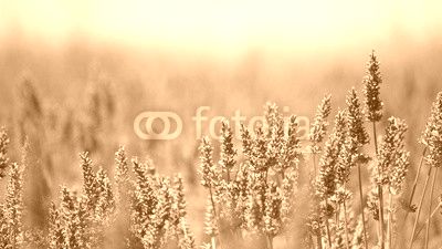 Lavender flower field. Close up. France.
