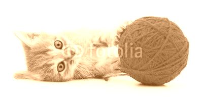 Kitten with ball of yarn.