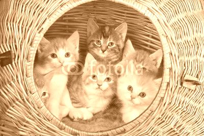 Six in a basket