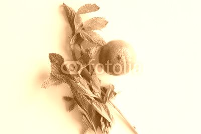 High angle view of natural looking green lime and mint on white table (selective focus)
