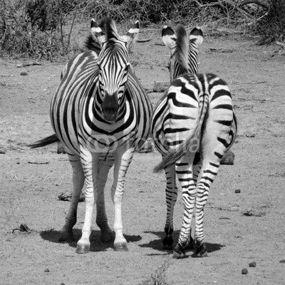 Funny Zebras