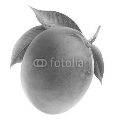 Isolated mango. Whole mango fruit on a branch isolated on white background with clipping path