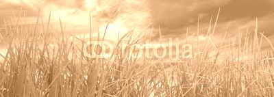  herbes sur fond de ciel 