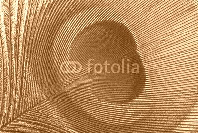 Peacock feather background