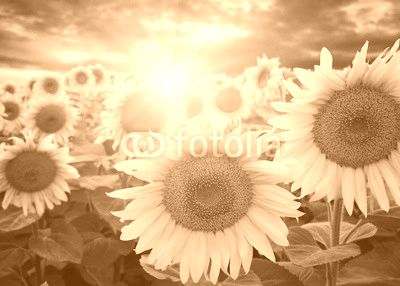  sunflowers and sun