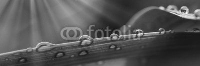 Water Droplets on a Leaf