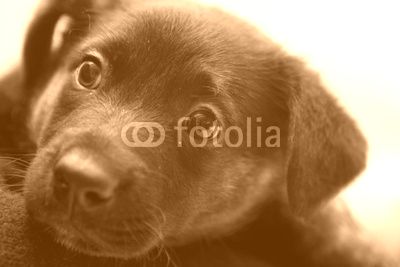 Puppy