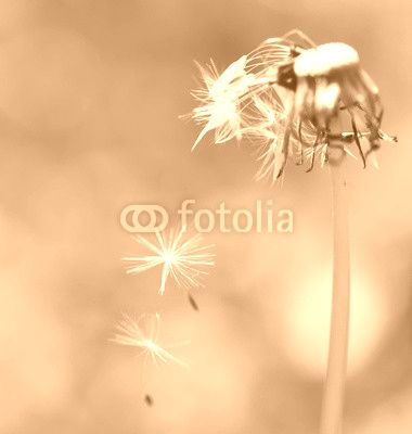 Soffione cadente