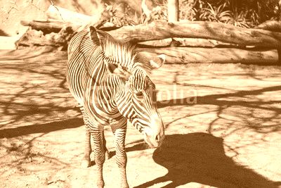 Grevy’s zebra, Equus grevyi