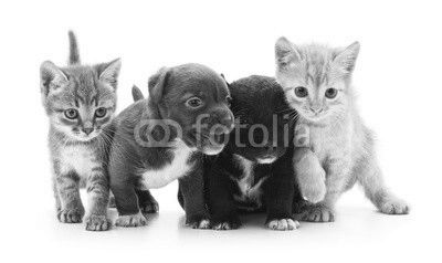 Kittens and puppies.