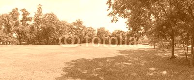 green grass field in big city park