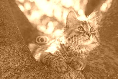 Chaton