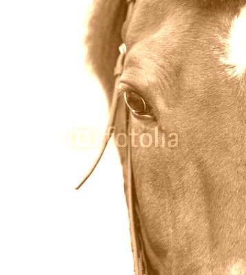 Bay horse close up on a white background.