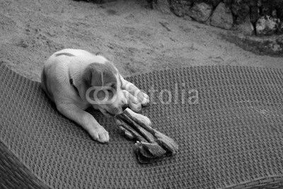 Little dog is sitting on sunchair eating a gill