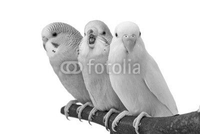 three budgies are in the roost