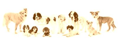 Dogs