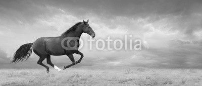 Black horse runs full gallop on field