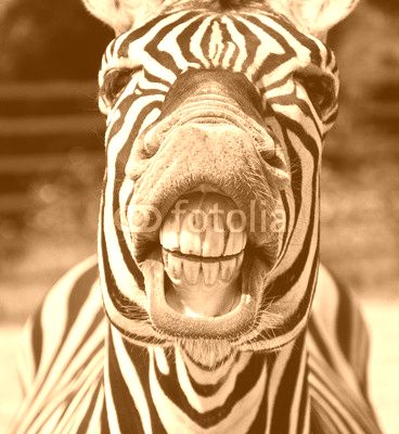 zebra smile and teeth