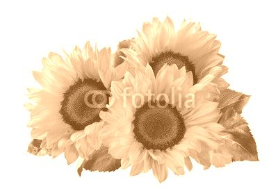 3 sunflower isolated on white background as package design element