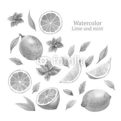 Watercolor vector lime and mint