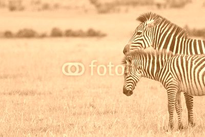 Two  Zebras in Kenya