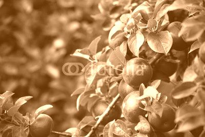 Organic red ripe apples on the orchard tree with green leaves