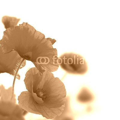 poppy flowers
