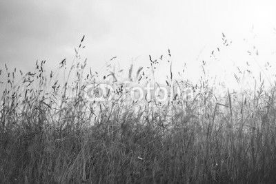 Vintage summer meadow