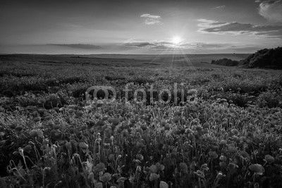 Poppy field at sunset