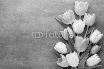 Tulip on the gray background. Spring greeting card.