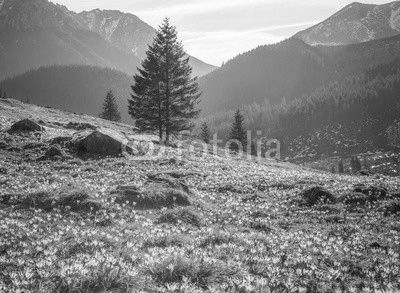 Tatra mountains, Poland, crocuses in Chocholowska valley, spring