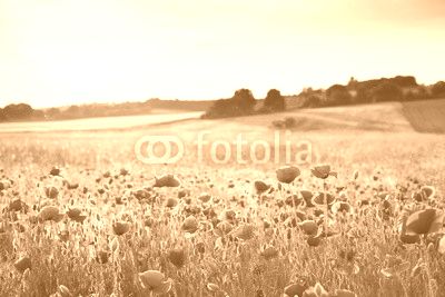 Close up poppy field