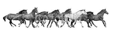 Herd of wild horses running isolated on white