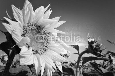 Sunflower and blue sky