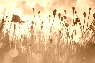 Wheat field and poppies