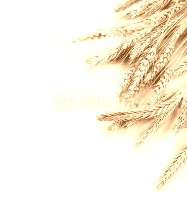 Wheat