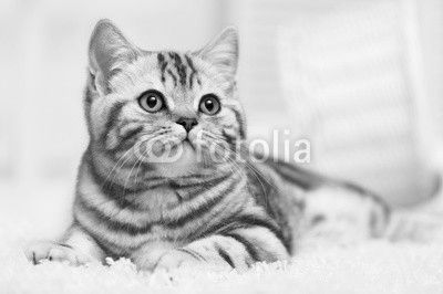Cat on the carpet