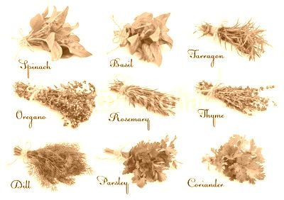 Collection of cooking herbs and spices.